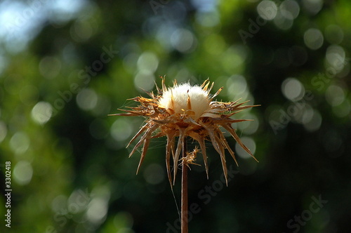 spiny guy
