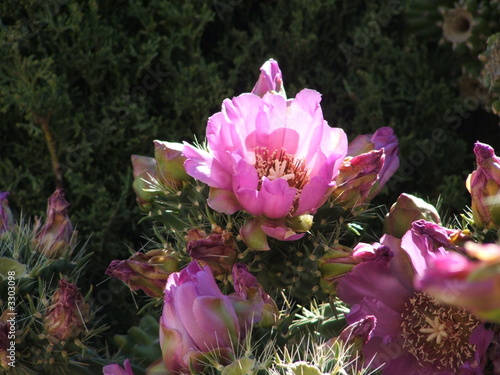 pink cactus flowers photo