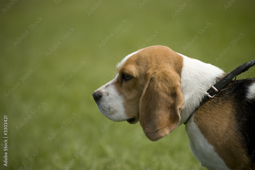 beagle 03