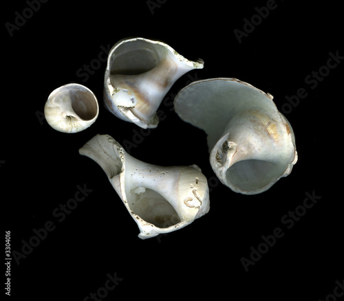 inside shells