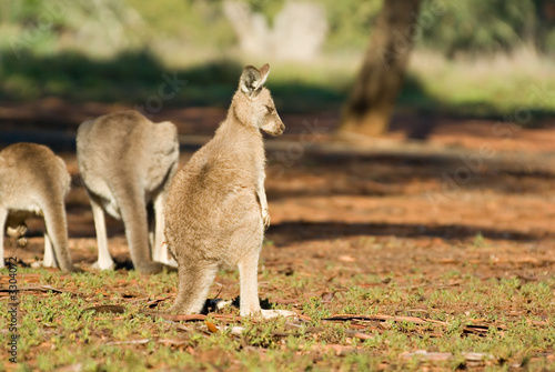 shunned kangaroo