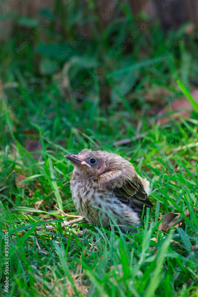 Fototapeta premium fallen from the nest