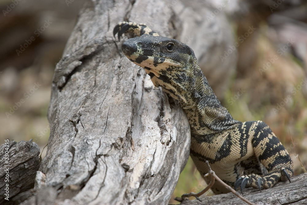 goanna taking a break goanna taking a break