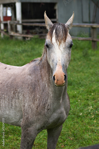 wet cremello horse