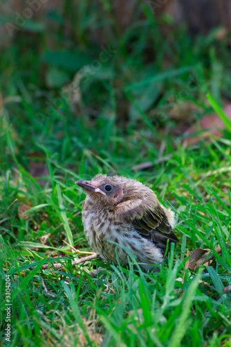 fallen from the nest © clearviewstock