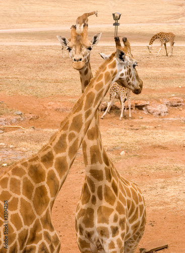 Photography two giraffes together