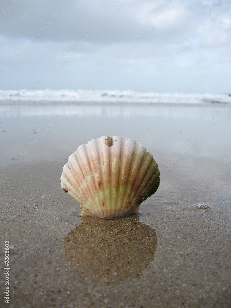 shell shell