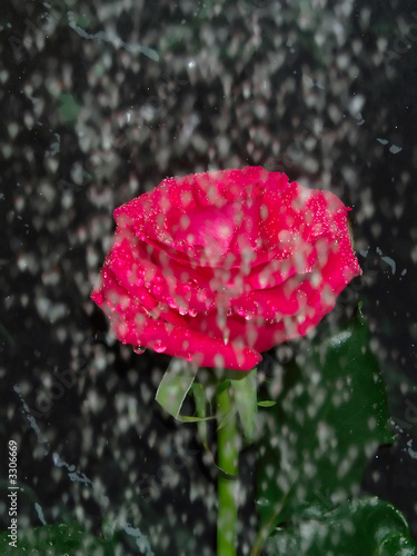 red rose