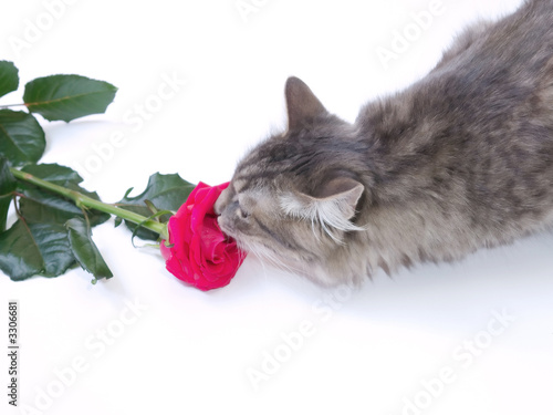 kitten and rose