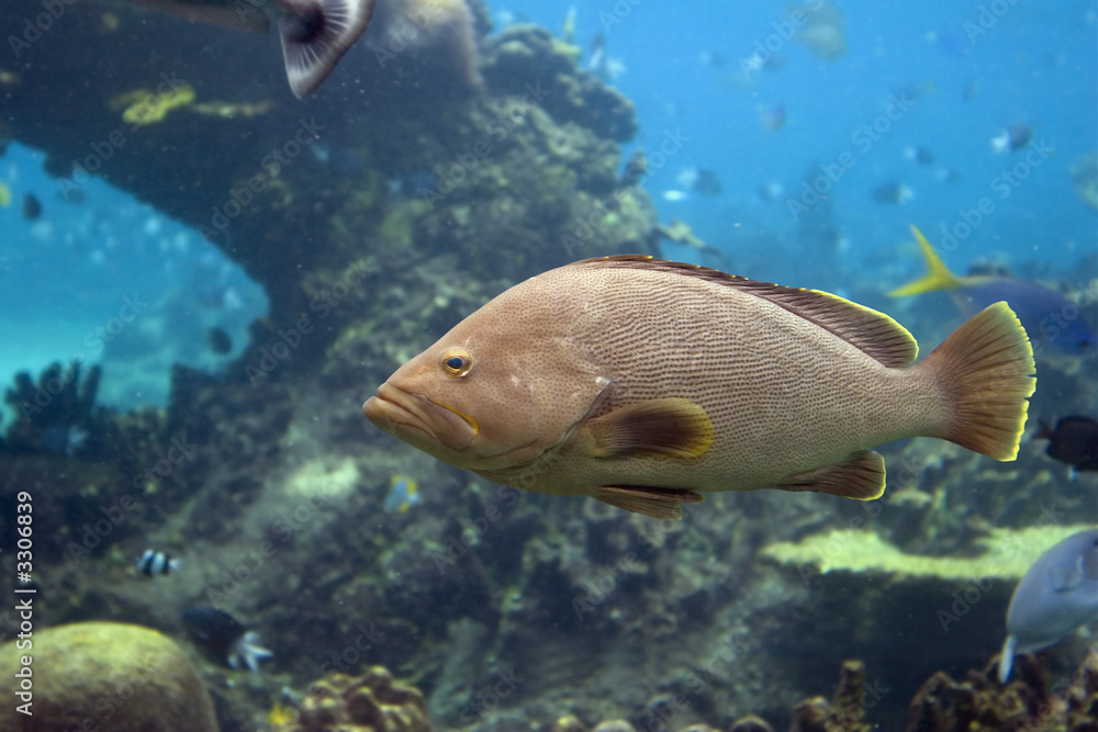 grouperfish grouperfish