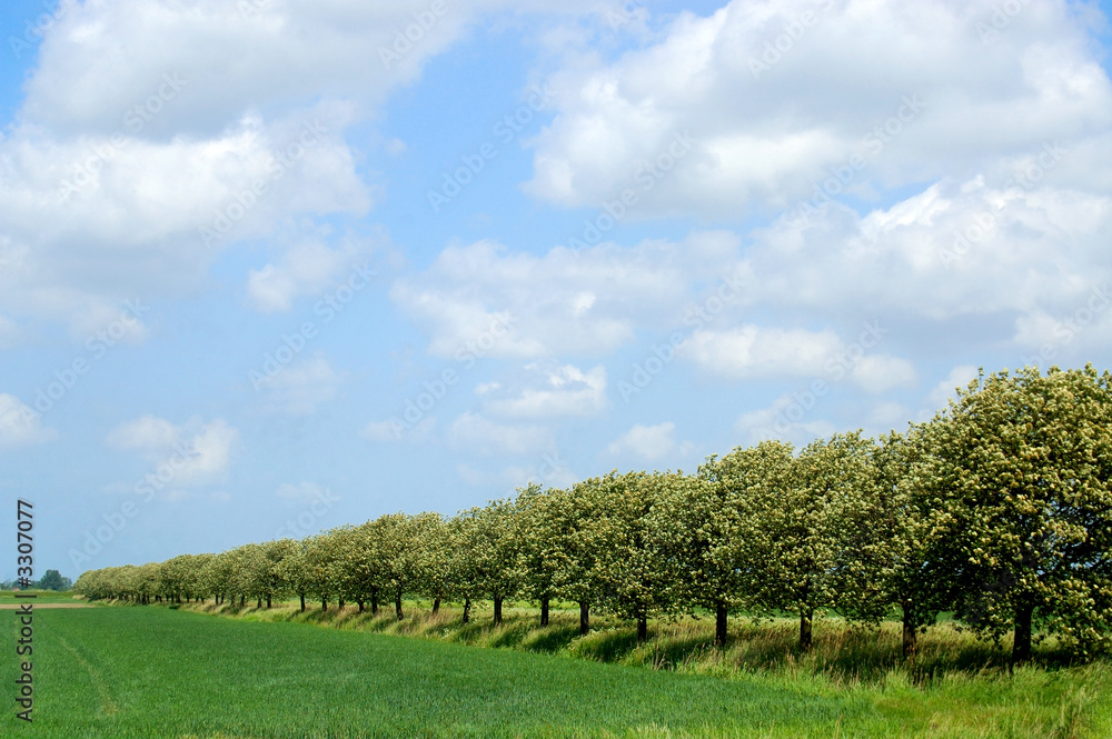 Obraz premium baumallee