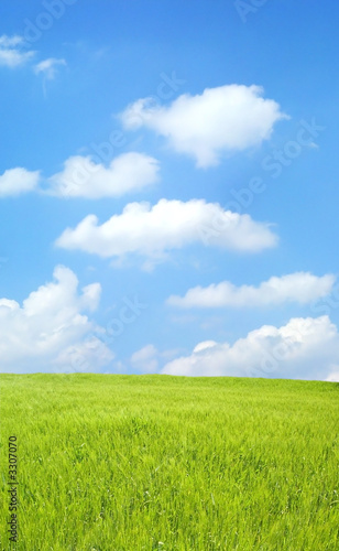 barley field over beautiful blue sky