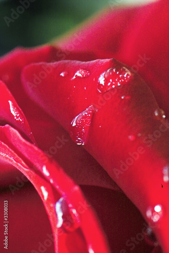 rotes rosenblatt