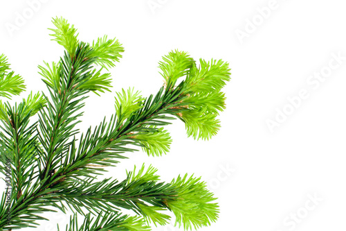 branch of fir isolated on white