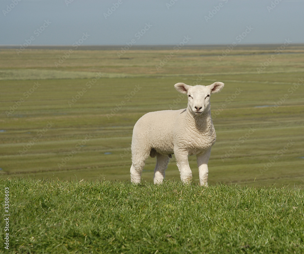 Fototapeta premium lamm
