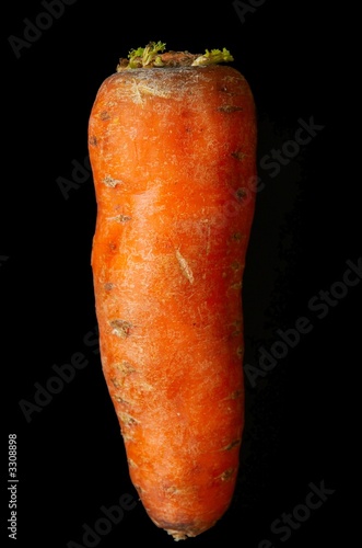 carrot