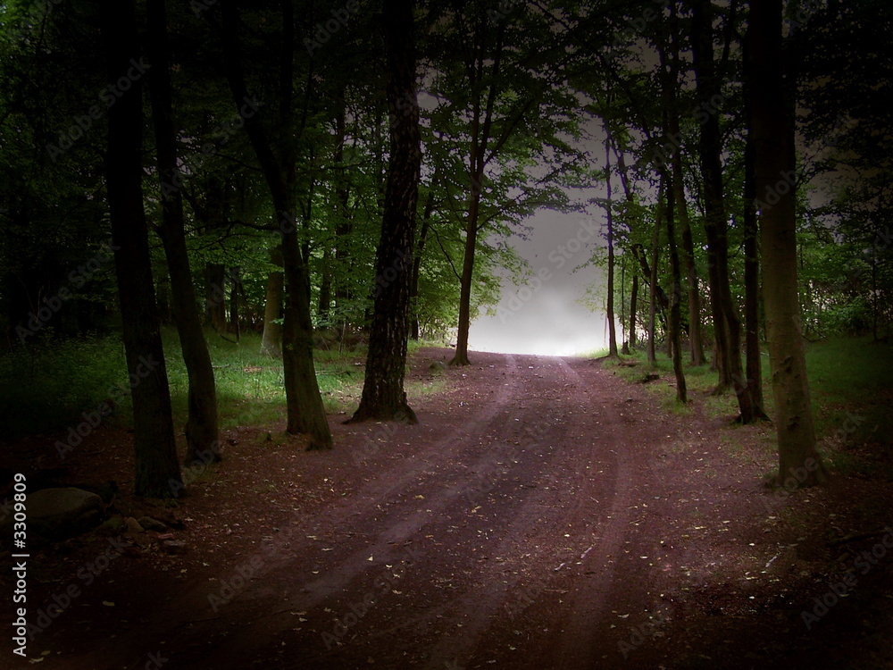 Fototapeta premium waldweg