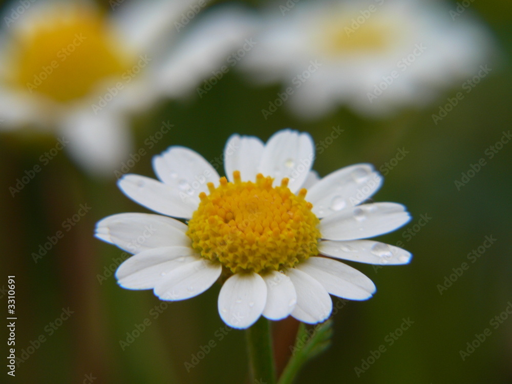 Obraz premium paquerette