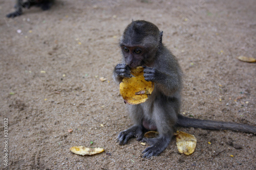 monkey eating