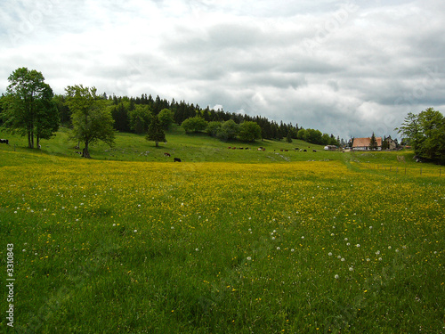pré fleuri à la campagne