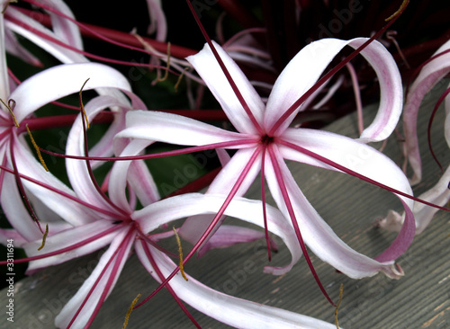 crinum lily