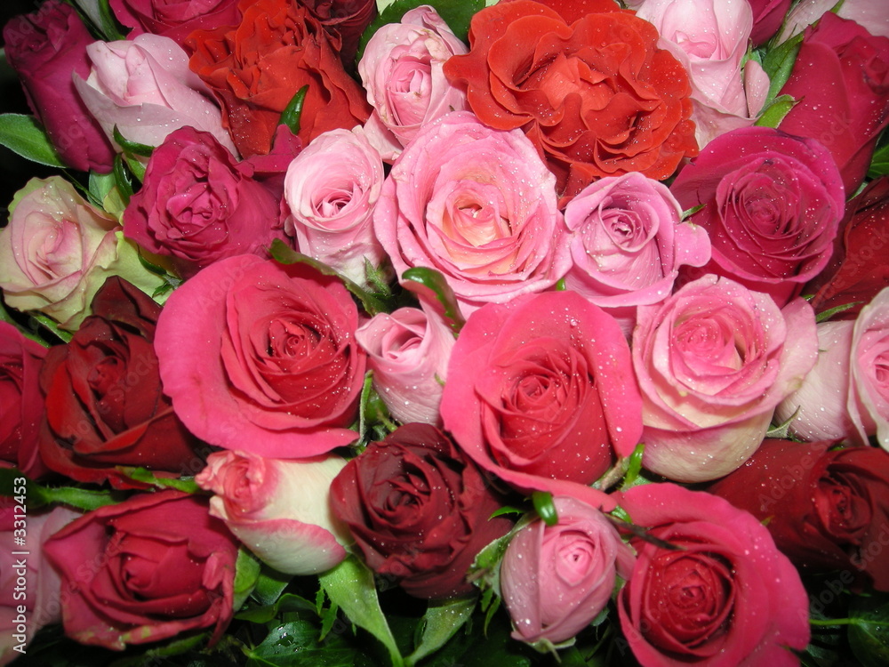one rose, two roses many roses one rose, two roses many roses