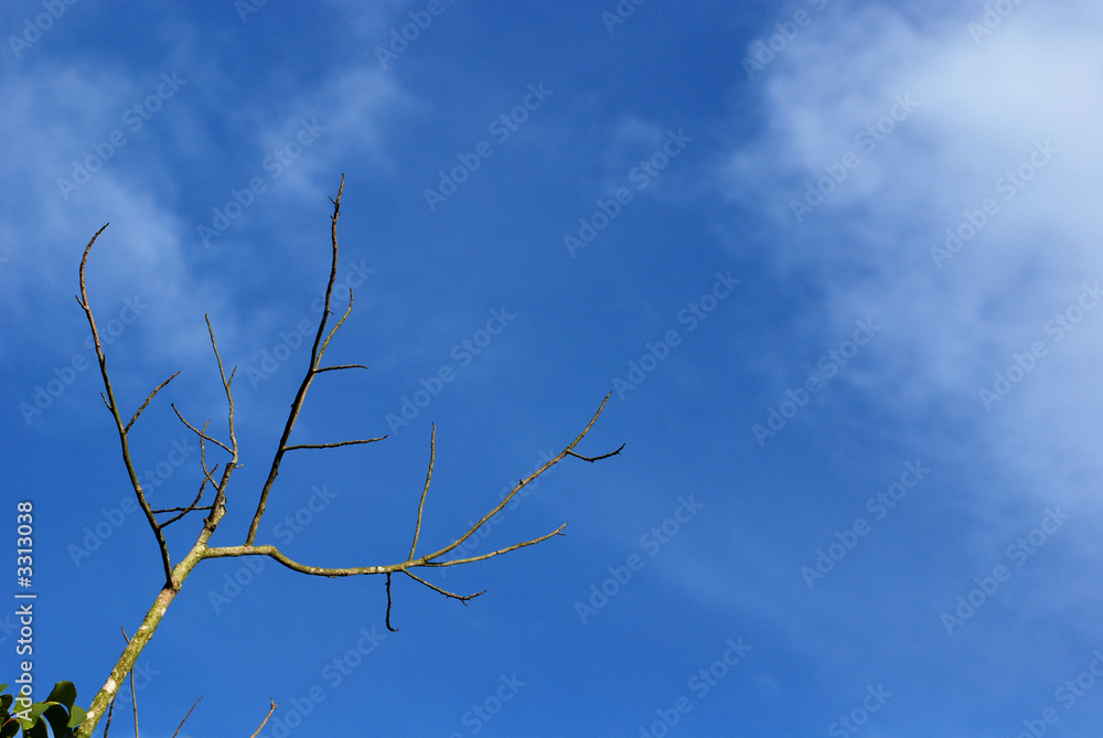 big trees and blue skies in the parks