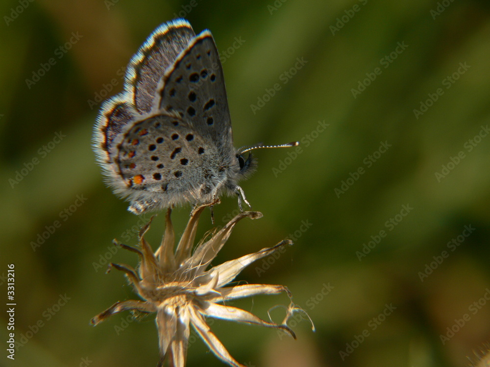 Obraz premium sur une étoile