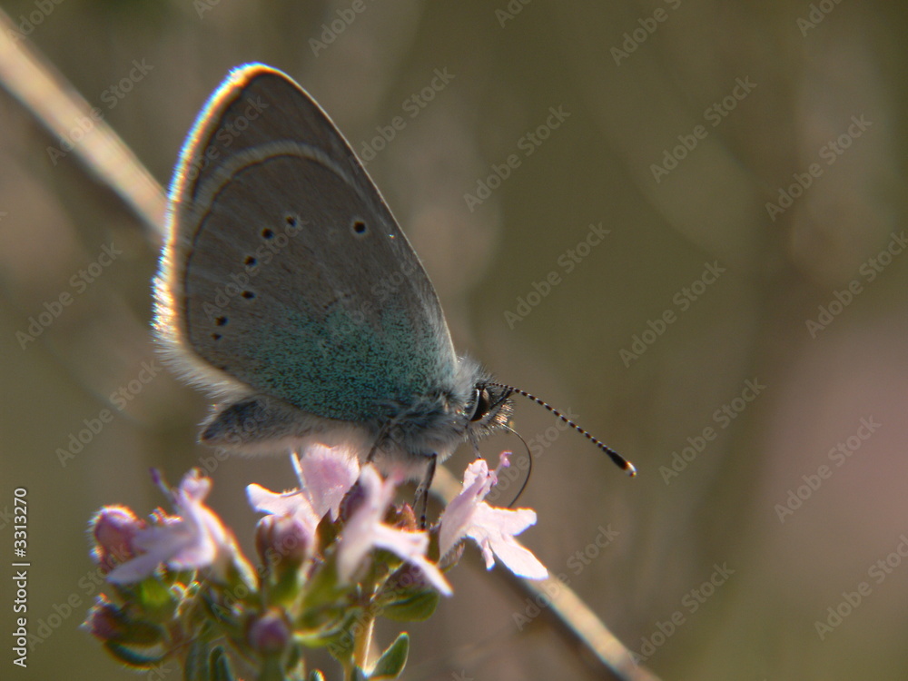Fototapeta premium papillon de profil