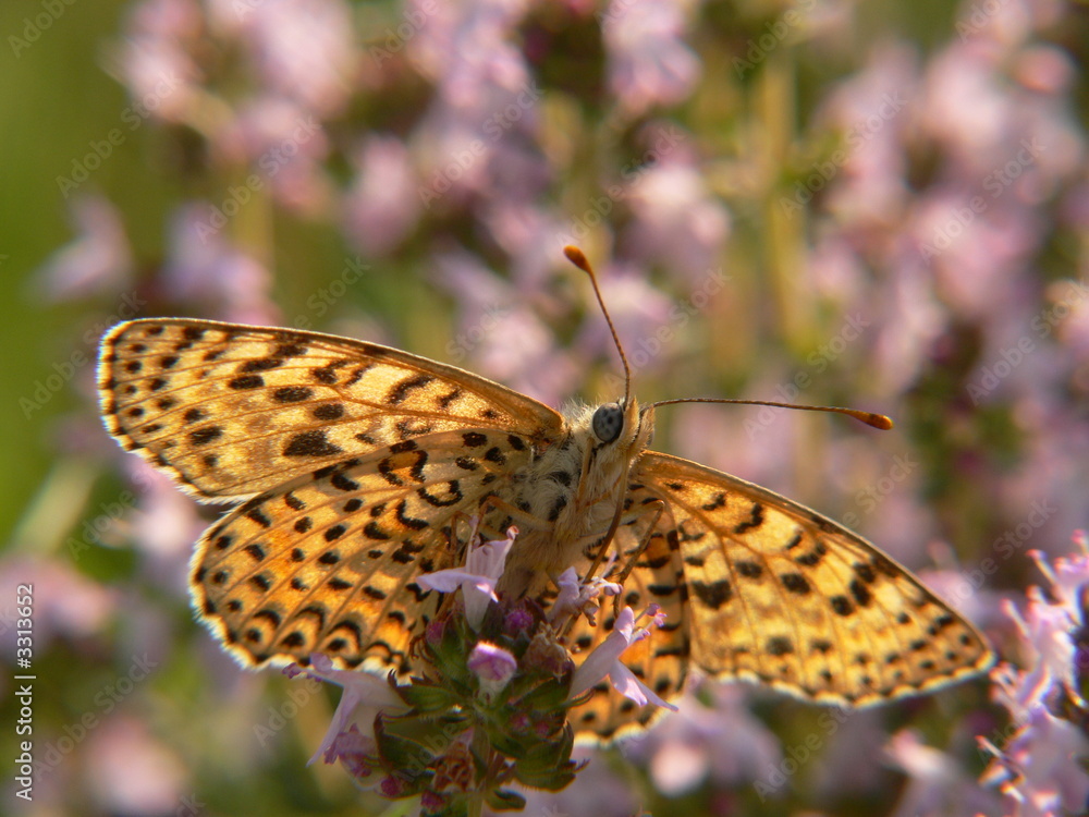 Obraz premium mélitée dans le thym