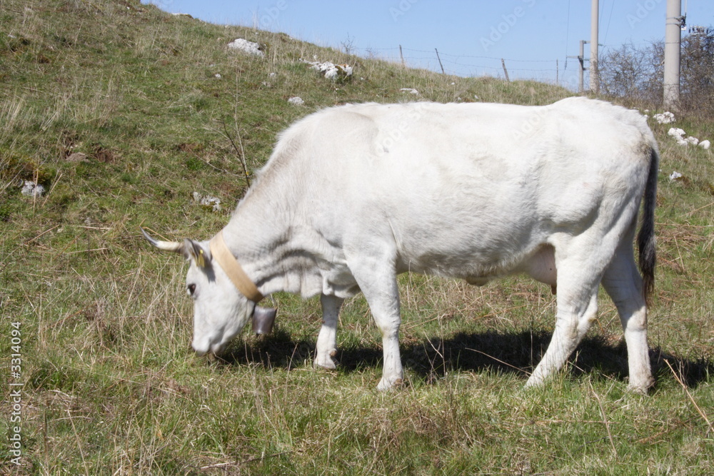 Fototapeta premium vache