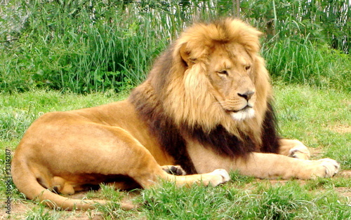 le lion