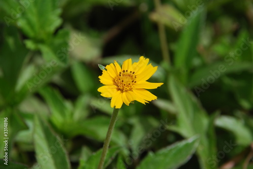 yellow flower with cute petals