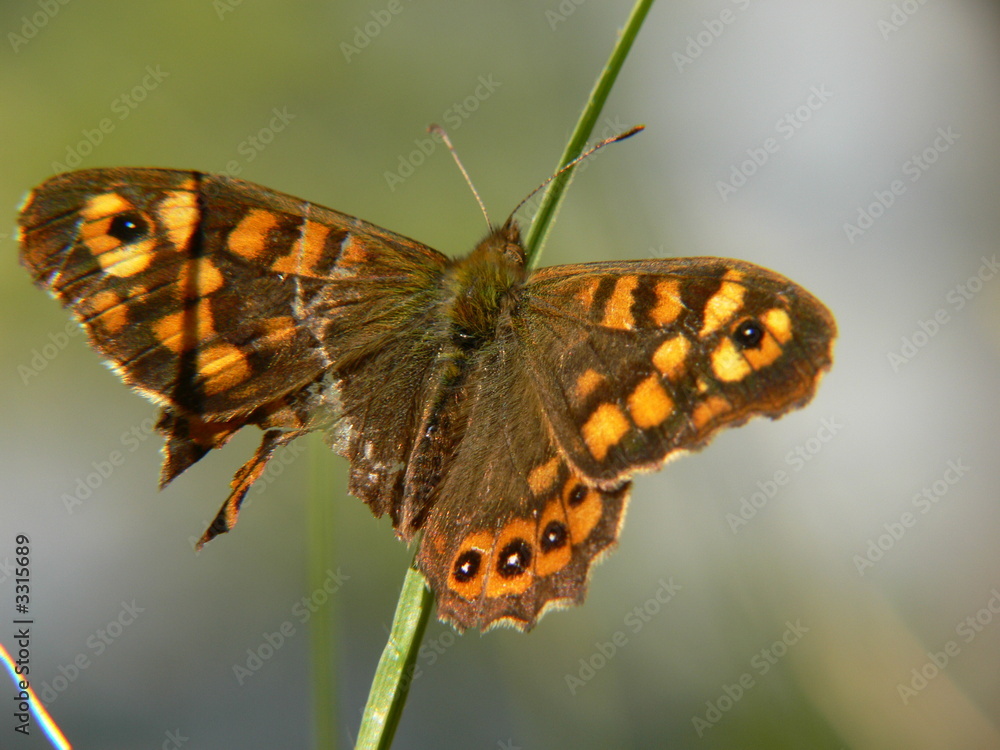 Obraz premium aile déchirée