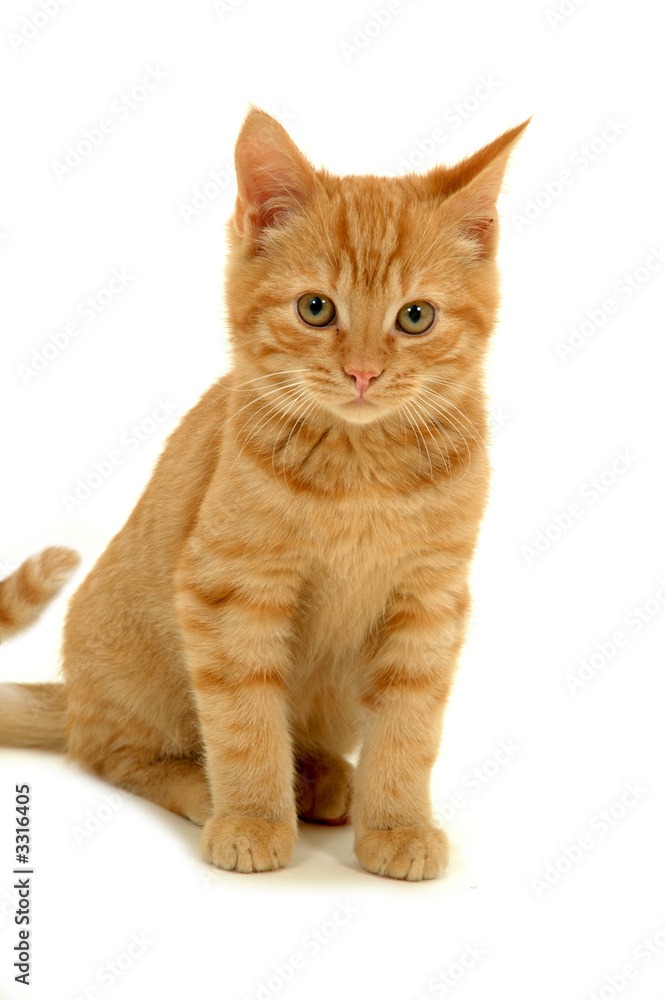sweet kitten on white background sweet kitten on white background