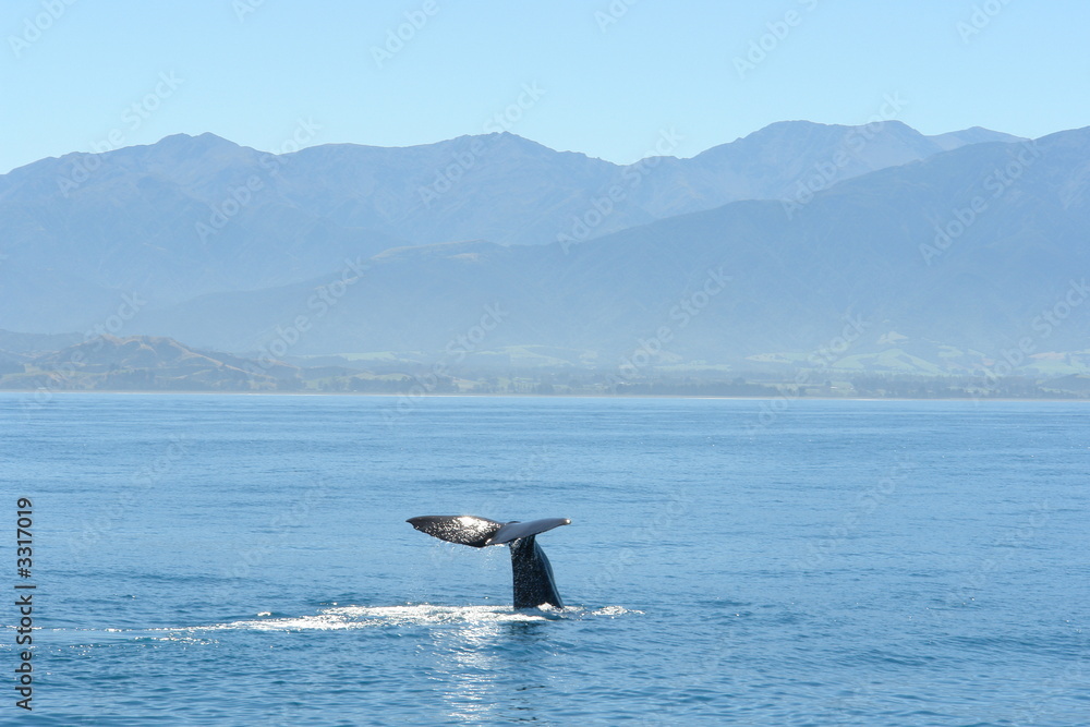 sperm whale fin