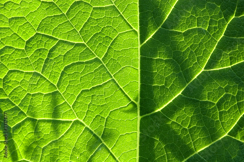 structure of a green leaf