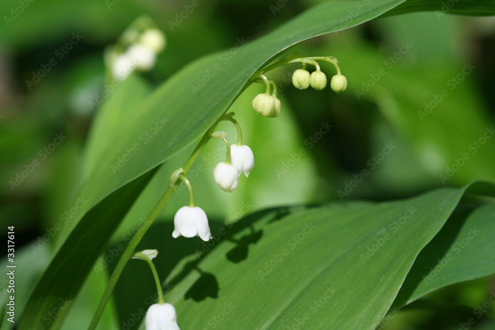 lilly of the valley lilly of the valley