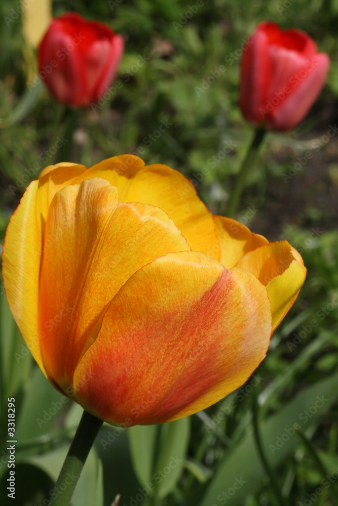 Fototapeta premium red and yellow tulip