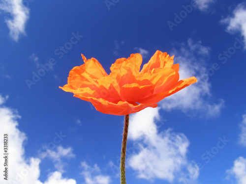 orange poppy