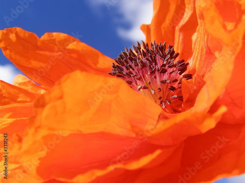 orange poppy