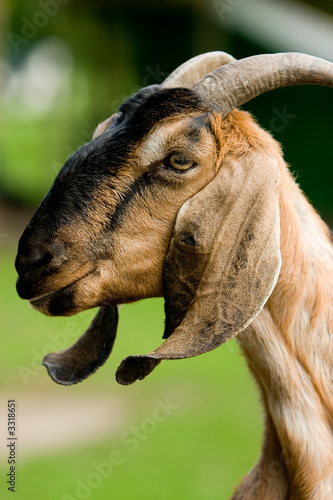 goat closeup photo