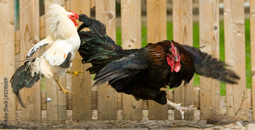 Quadro em tela cock fight