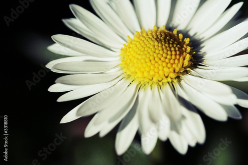 marguerite