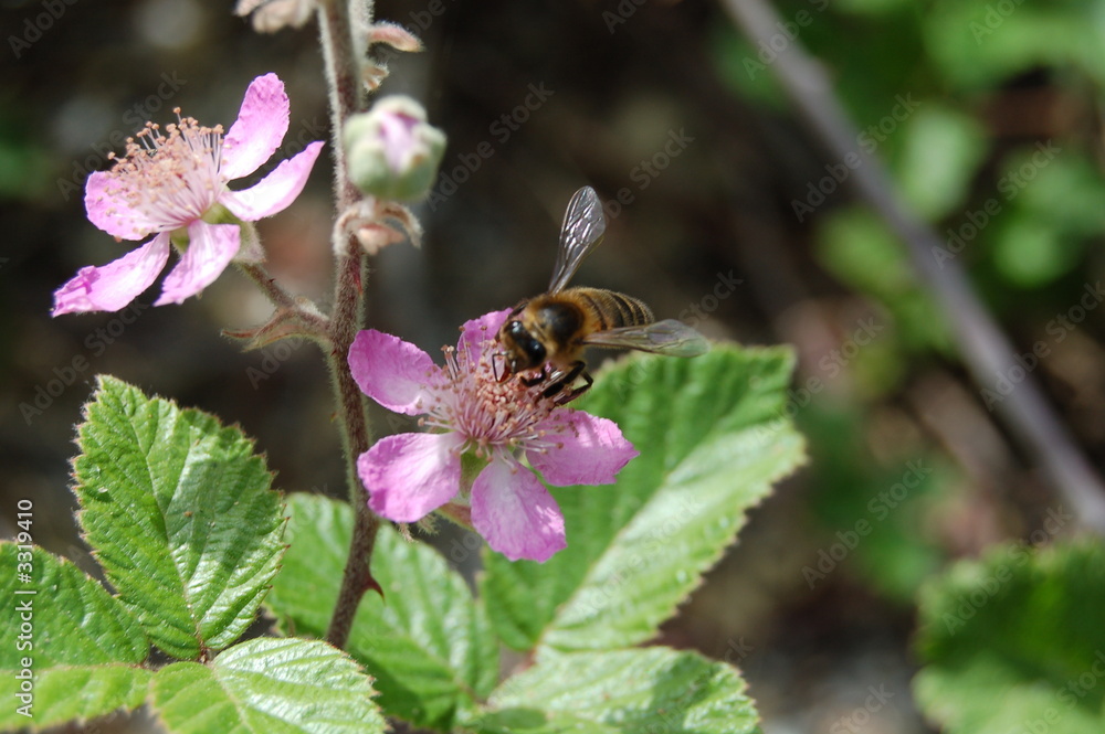 abeille fleur abeille fleur