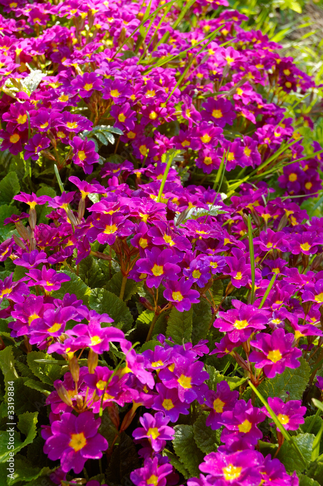 purple primula purple primula