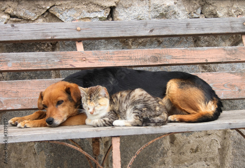 cat and dog photo