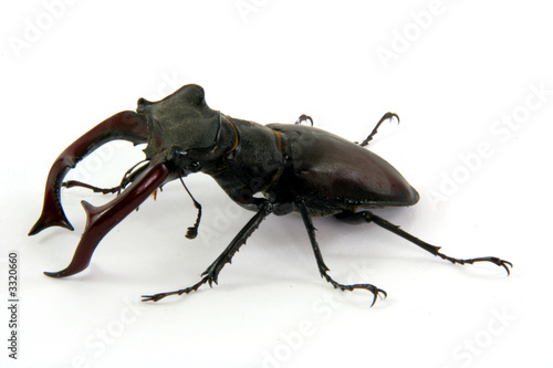 male stag-beetle