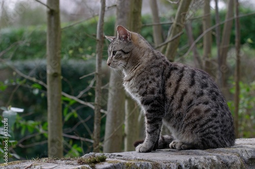 chat gris photo