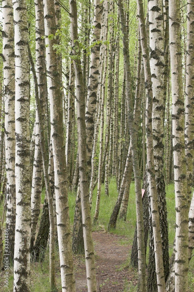 Obraz premium brzozowy las